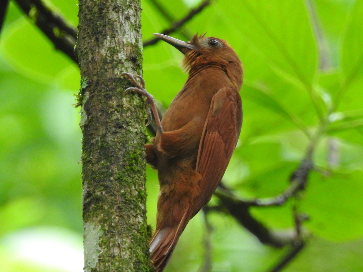 Ruddy Woodcreeper - Jeffrey Gammon