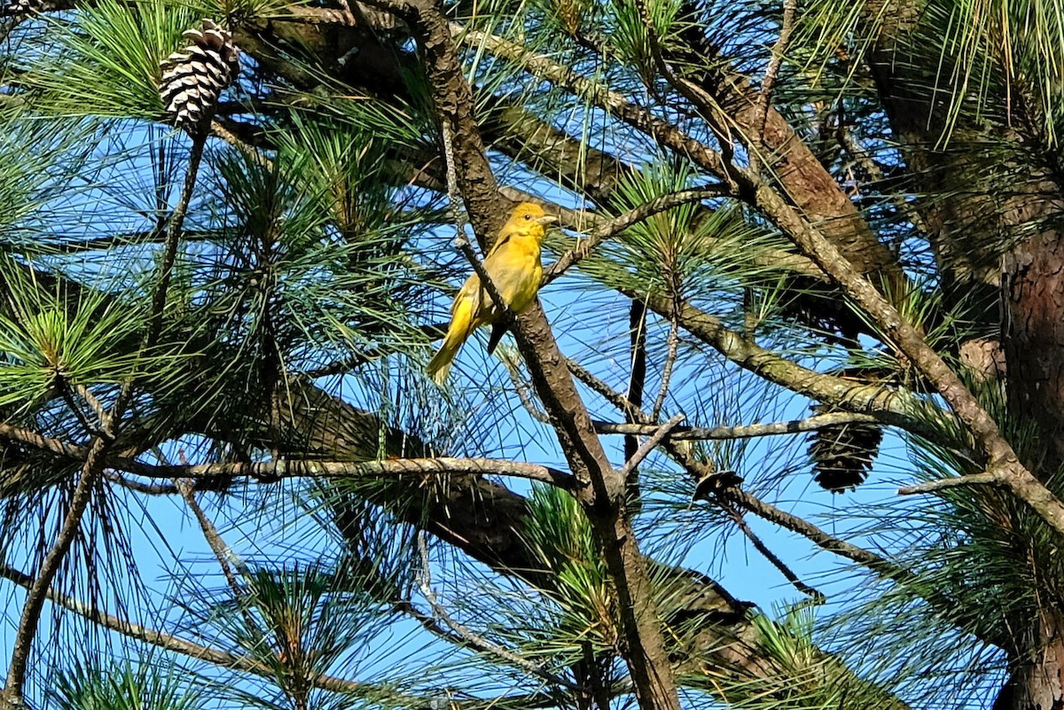 Summer Tanager - ML580734791