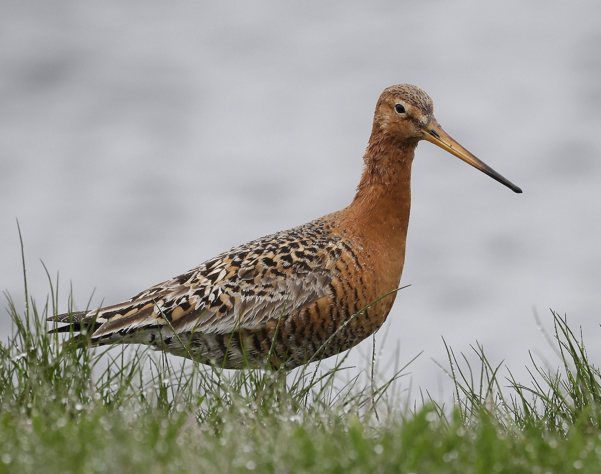 Black-tailed Godwit - Charles Fitzpatrick