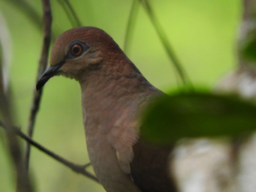 White-tipped Dove - ML580735591