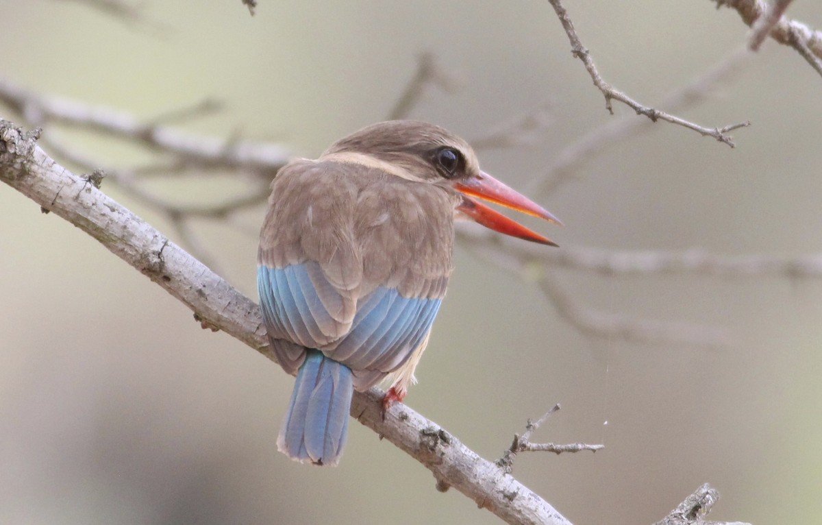 Brown-hooded Kingfisher - ML580736601