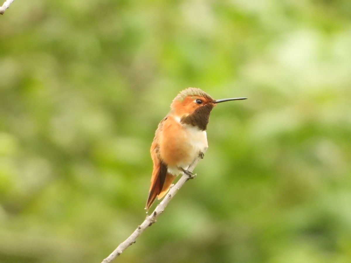 Colibrí de Allen - ML580737431