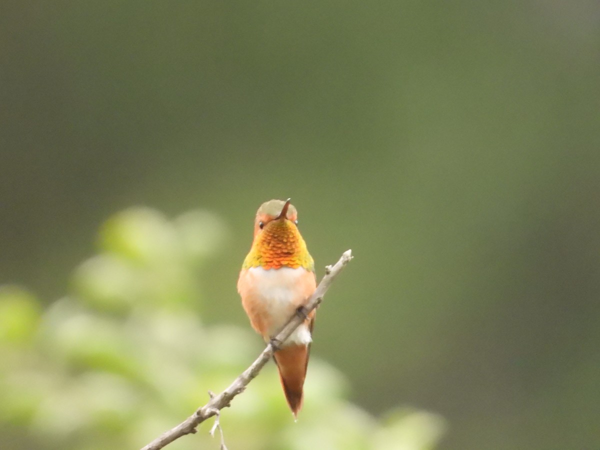 Colibrí de Allen - ML580737471