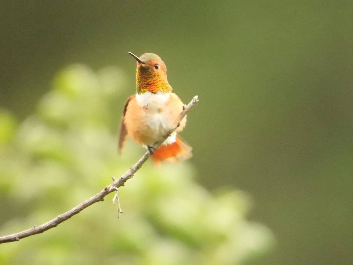 Allen's Hummingbird - Bill Holland