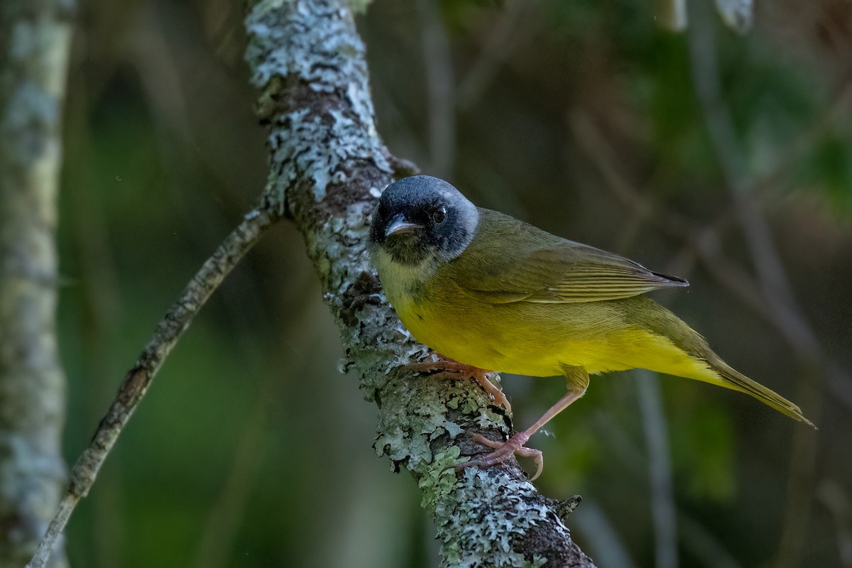 Mourning Warbler x Common Yellowthroat (hybrid) - ML580737971