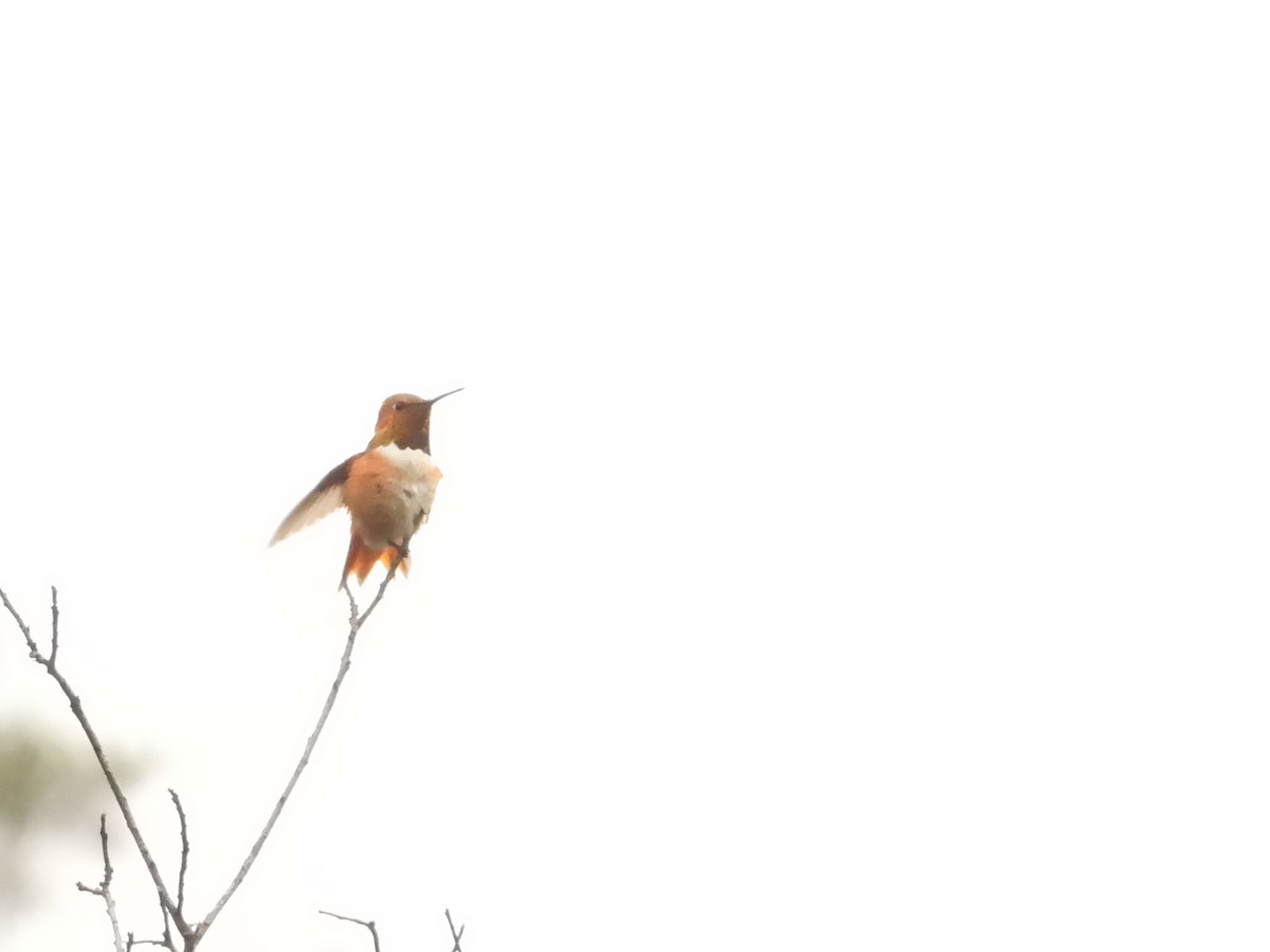 Allen's Hummingbird - Bill Holland