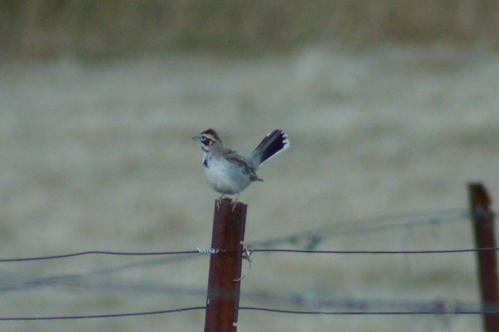 Lark Sparrow - ML580738691