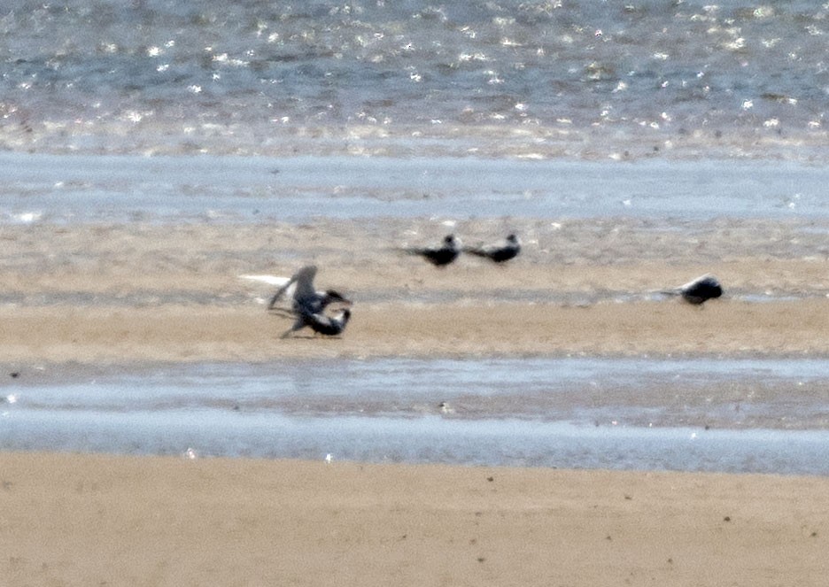 Sandwich Tern (Eurasian) - ML580738911