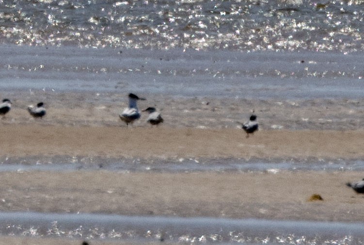 Sandwich Tern (Eurasian) - ML580738921