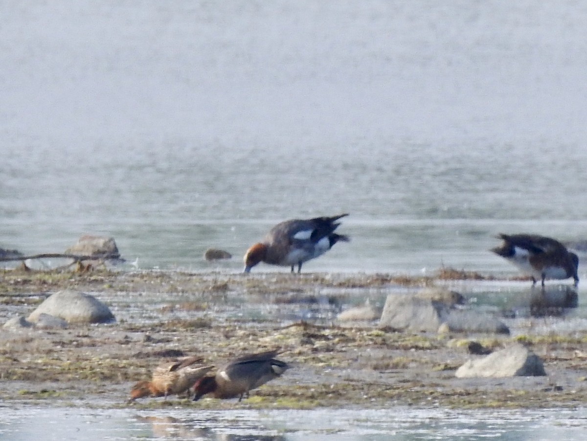 Eurasian Wigeon - ML580739301