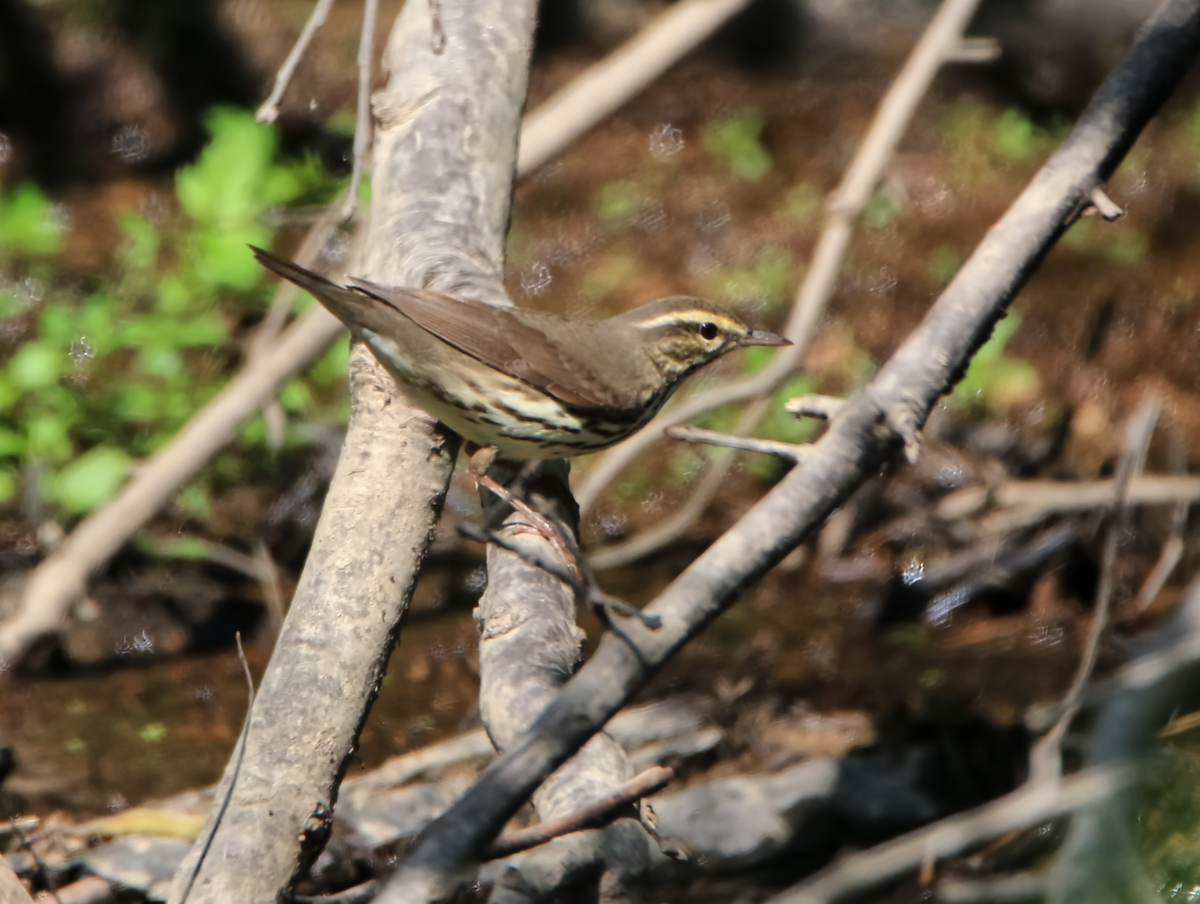 Louisiana Waterthrush - ML580739761