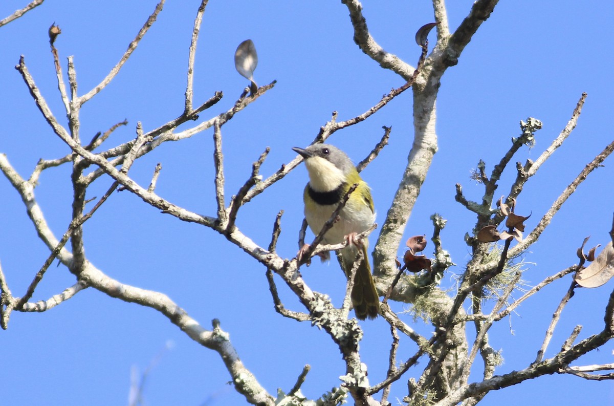 Rudd's Apalis - ML580740121