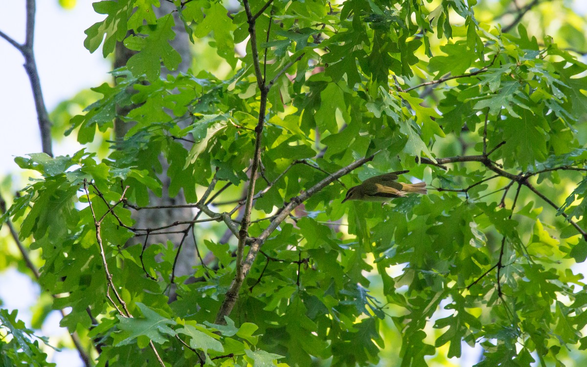 Red-eyed Vireo - Anonymous