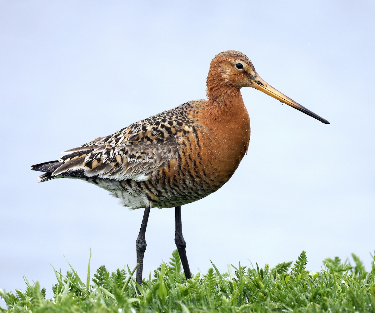 Black-tailed Godwit - Charles Fitzpatrick