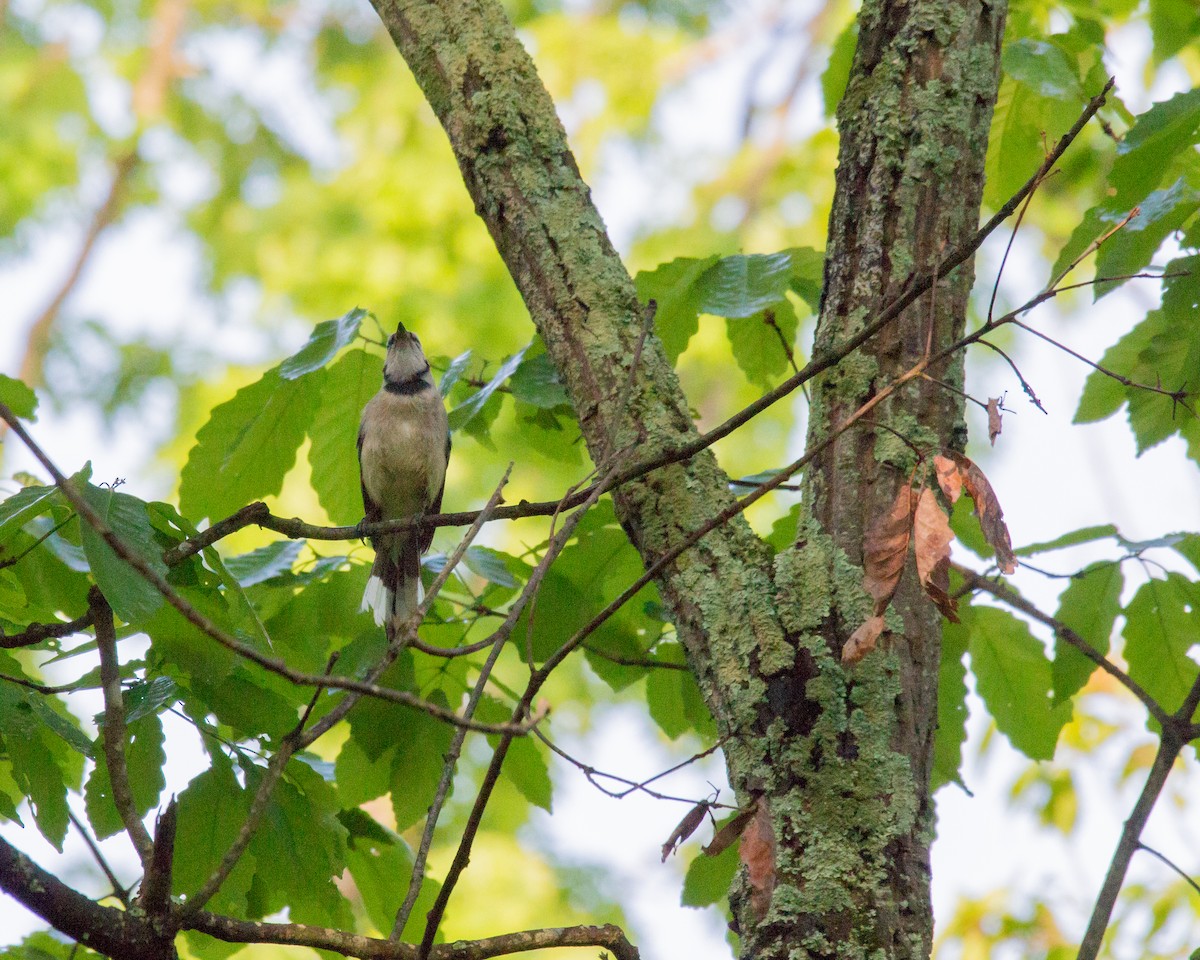 Blue Jay - ML58074181