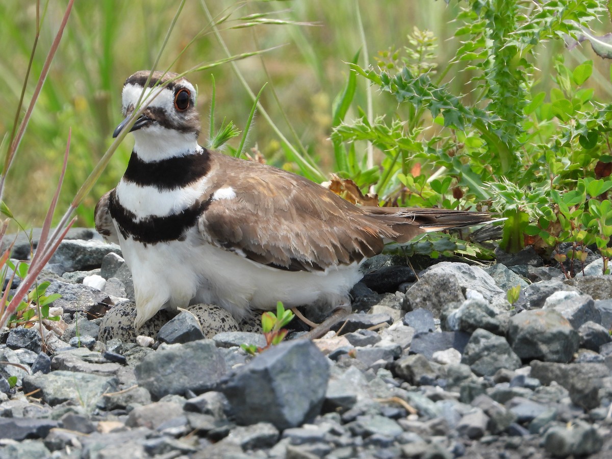 Killdeer - Mike Cianciosi