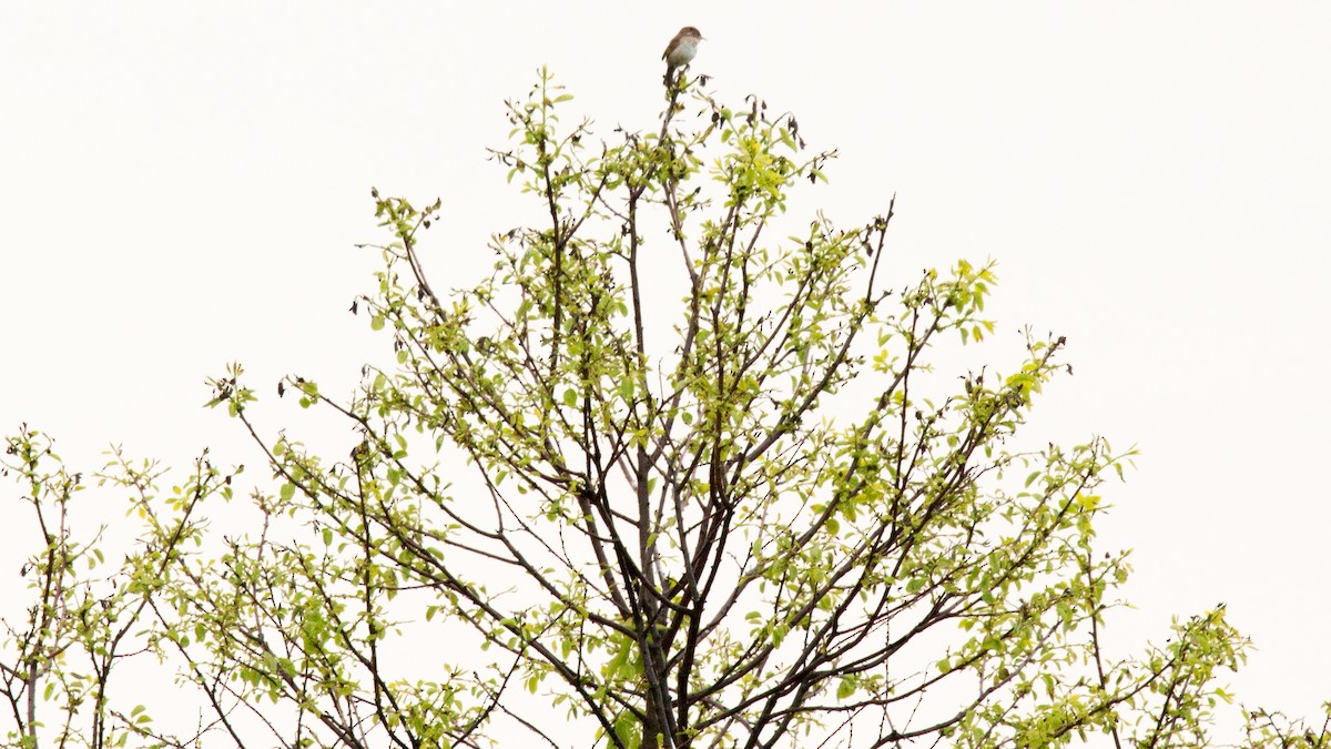 House Wren - ML58074241