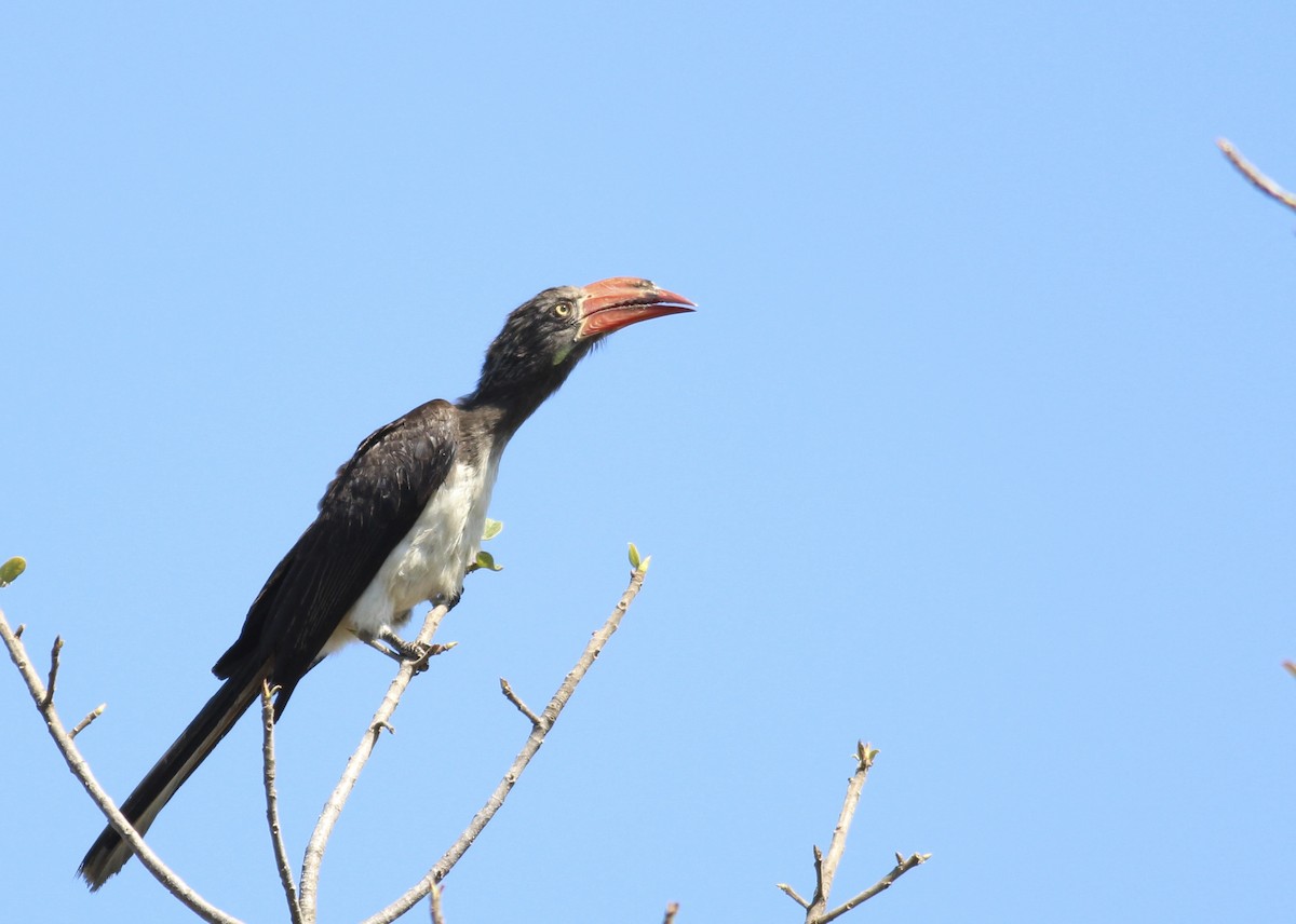 Crowned Hornbill - ML580742461