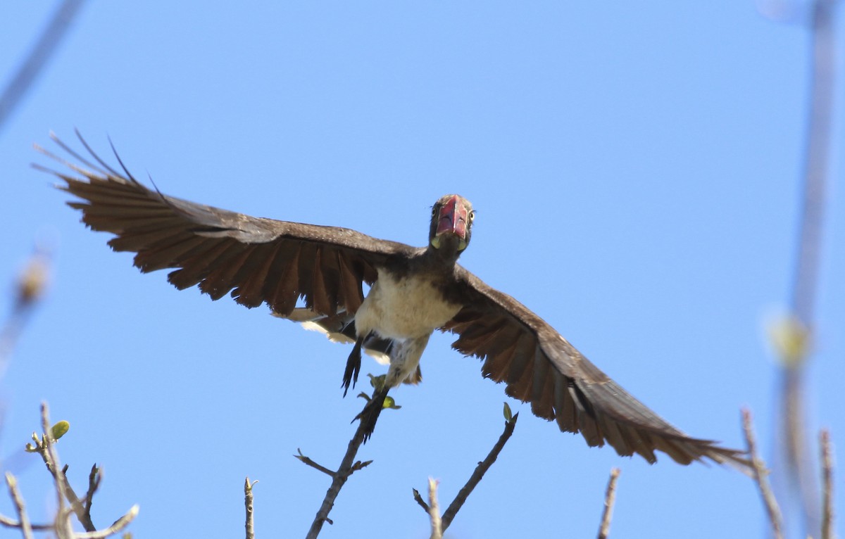 Crowned Hornbill - ML580742471