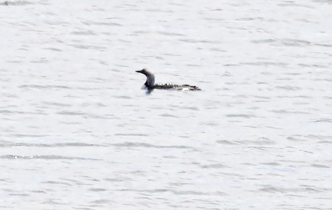 Strolaga mezzana - ML580742531