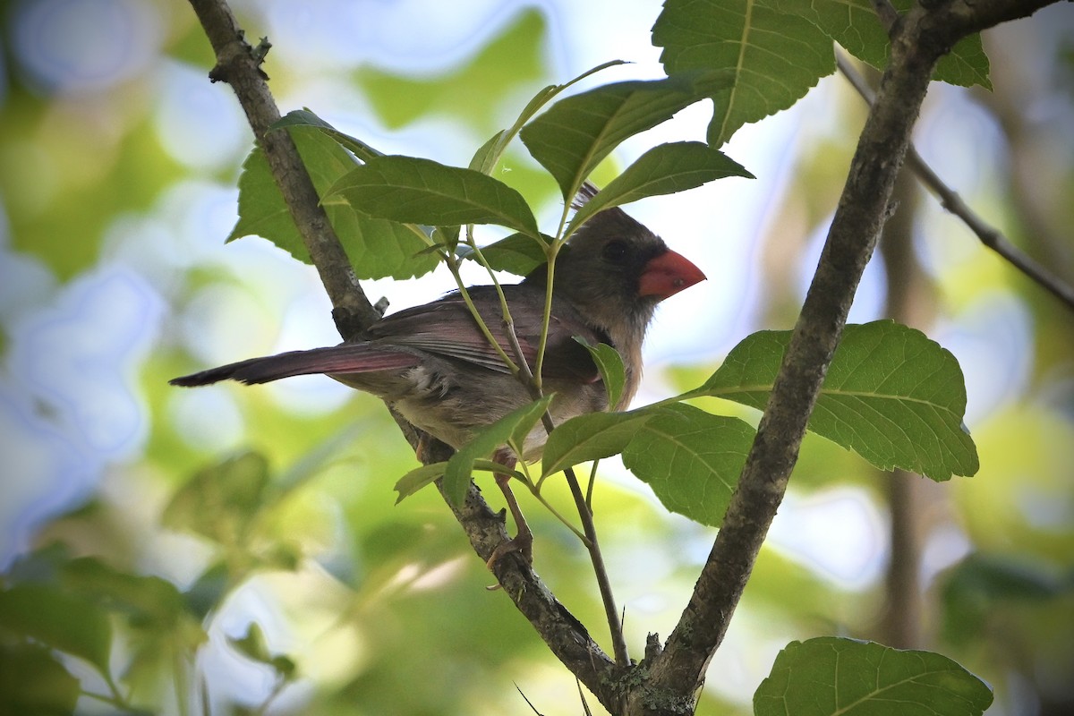 Northern Cardinal - ML580742601