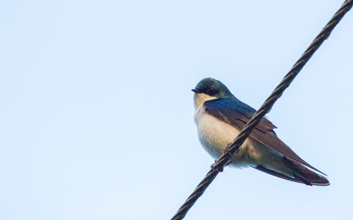 Golondrina Bicolor - ML58074321