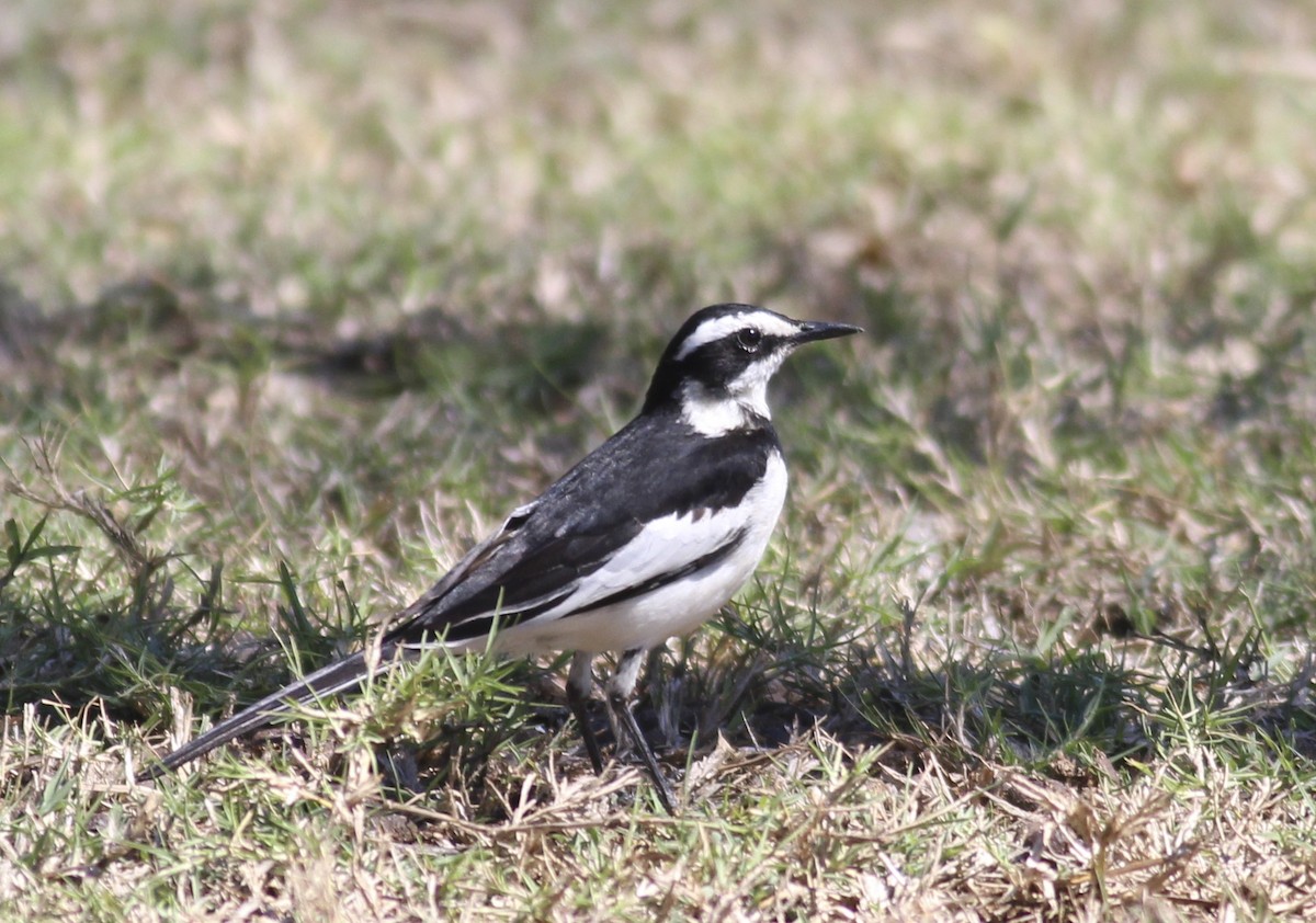 African Pied Wagtail - ML580743231