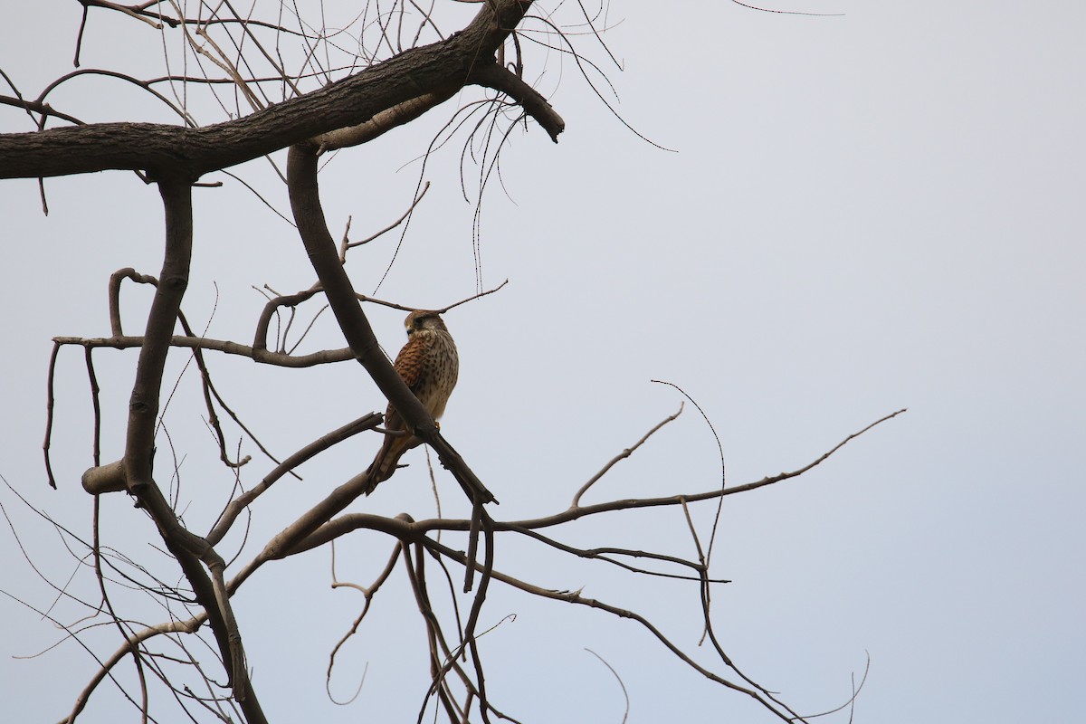 Eurasian Kestrel - Kuang-Ping Yu