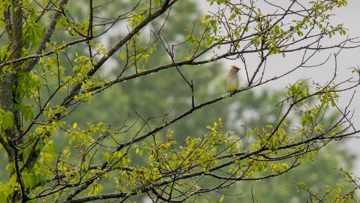 Cedar Waxwing - ML58074411