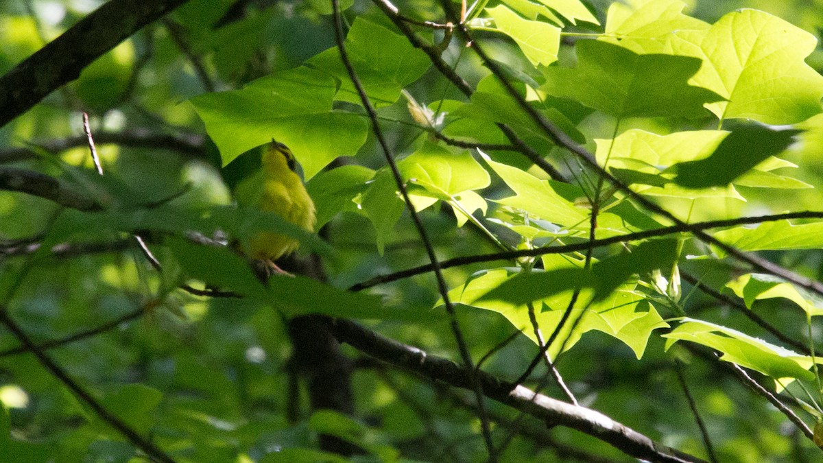 Kentucky Warbler - Anonymous