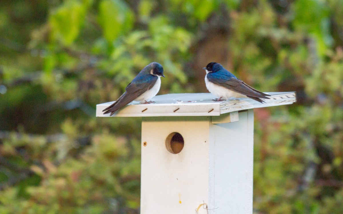 Tree Swallow - Anonymous