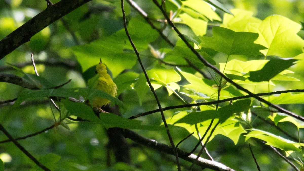 Kentucky Warbler - Anonymous