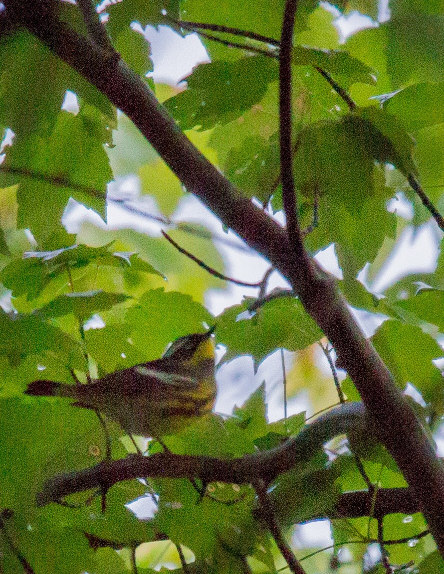 Magnolia Warbler - ML58074461