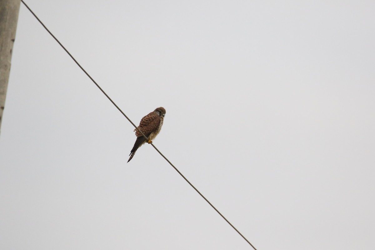 Eurasian Kestrel - ML580744641