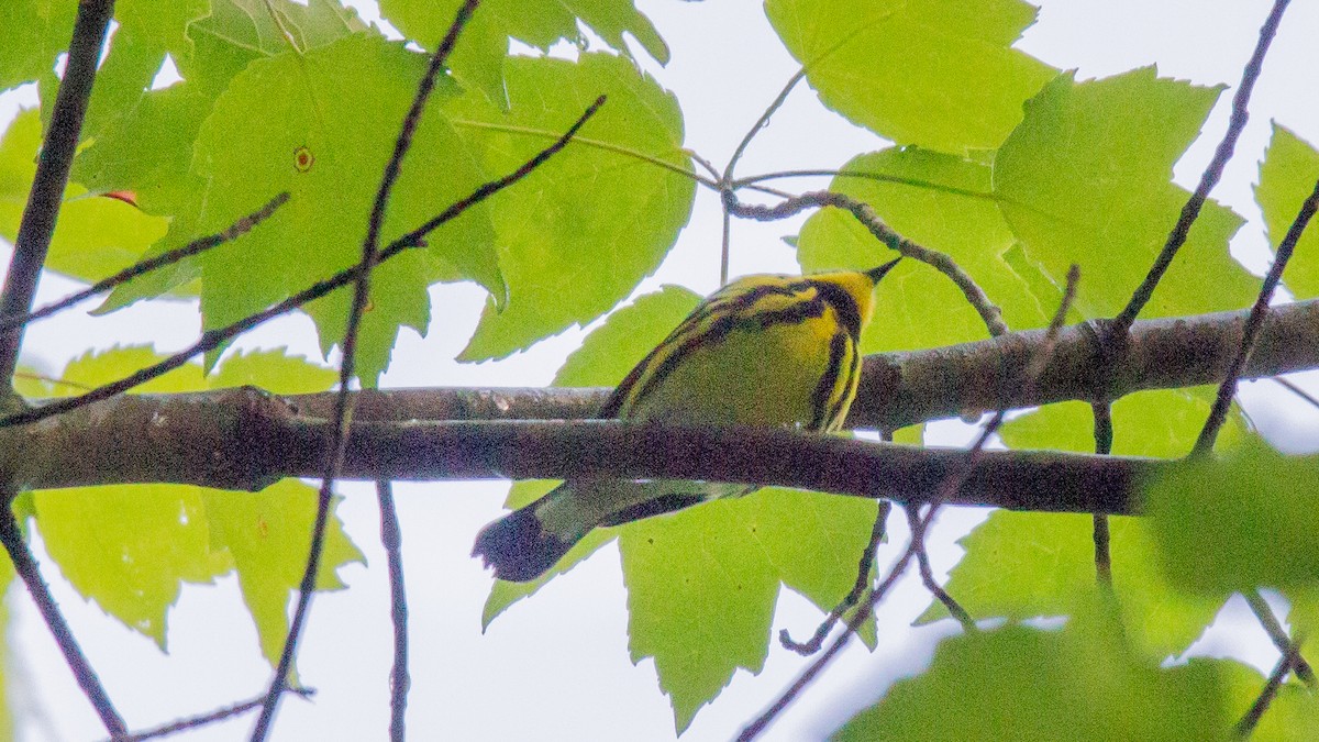 Magnolia Warbler - ML58074471