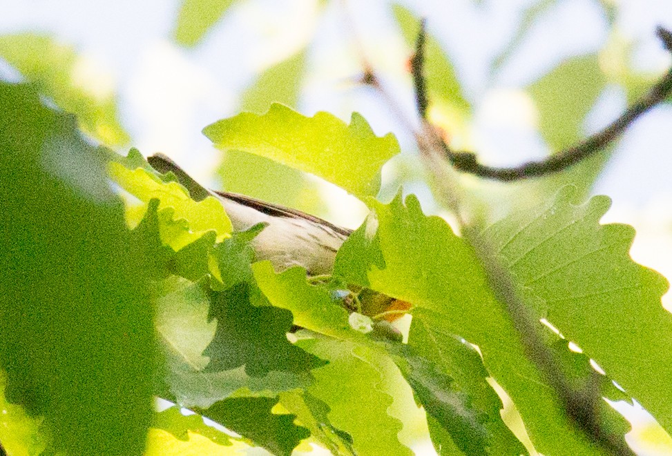 Blackburnian Warbler - ML58074491