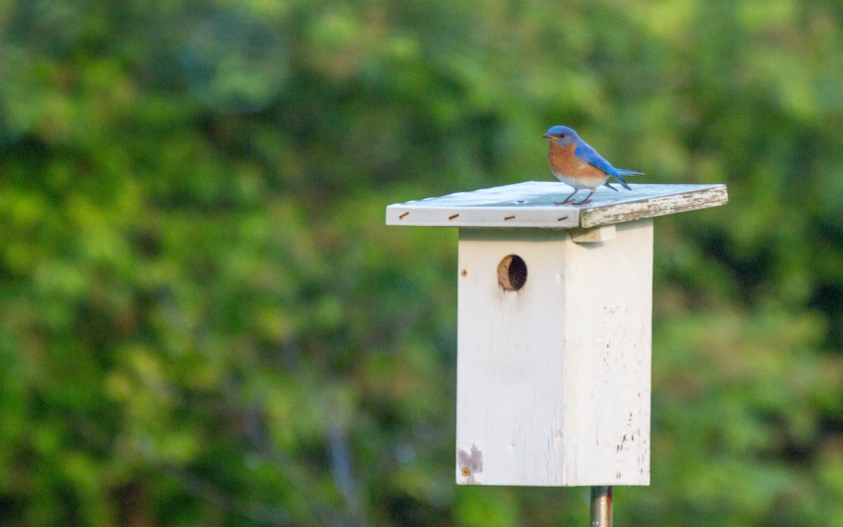 Eastern Bluebird - ML58074501