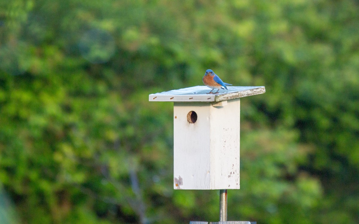 Eastern Bluebird - ML58074511