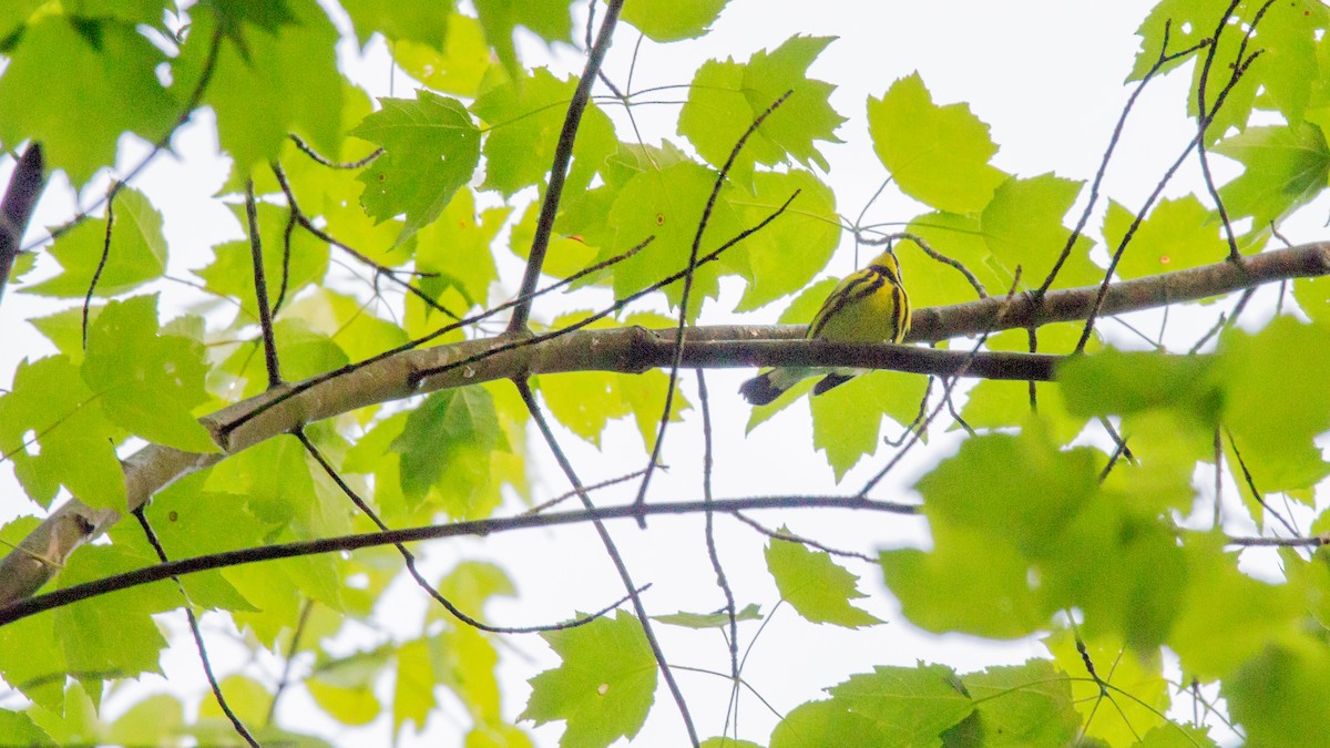 Magnolia Warbler - ML58074531