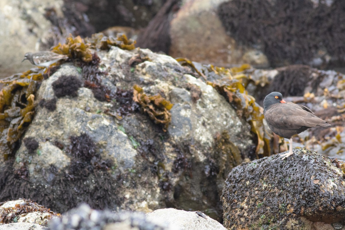 Black Oystercatcher - ML580745361