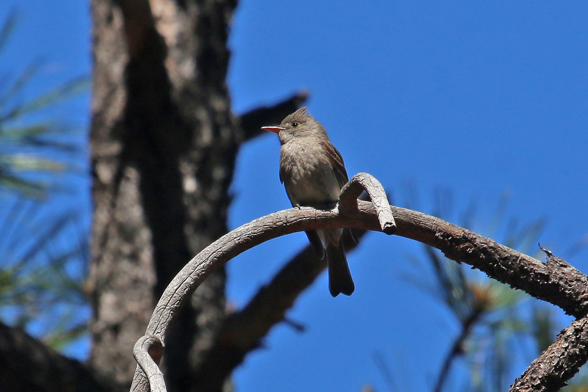 Greater Pewee - Richard Fray