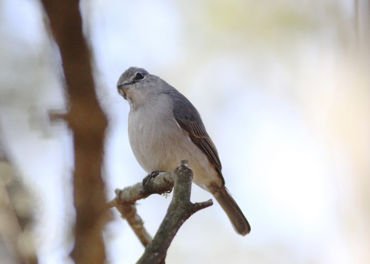 Ashy Flycatcher - ML580745771