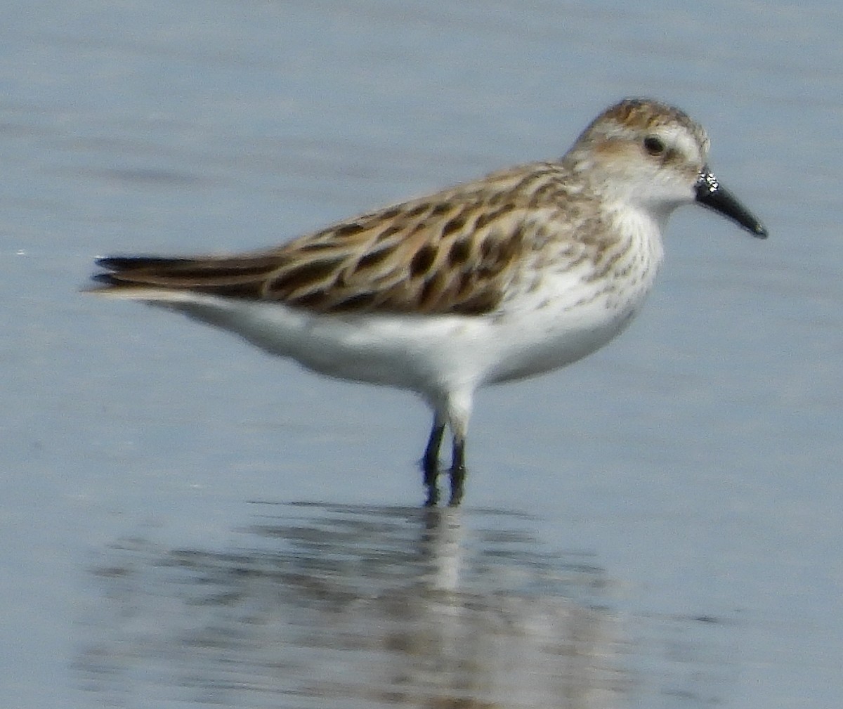 sandsnipe - ML580746081