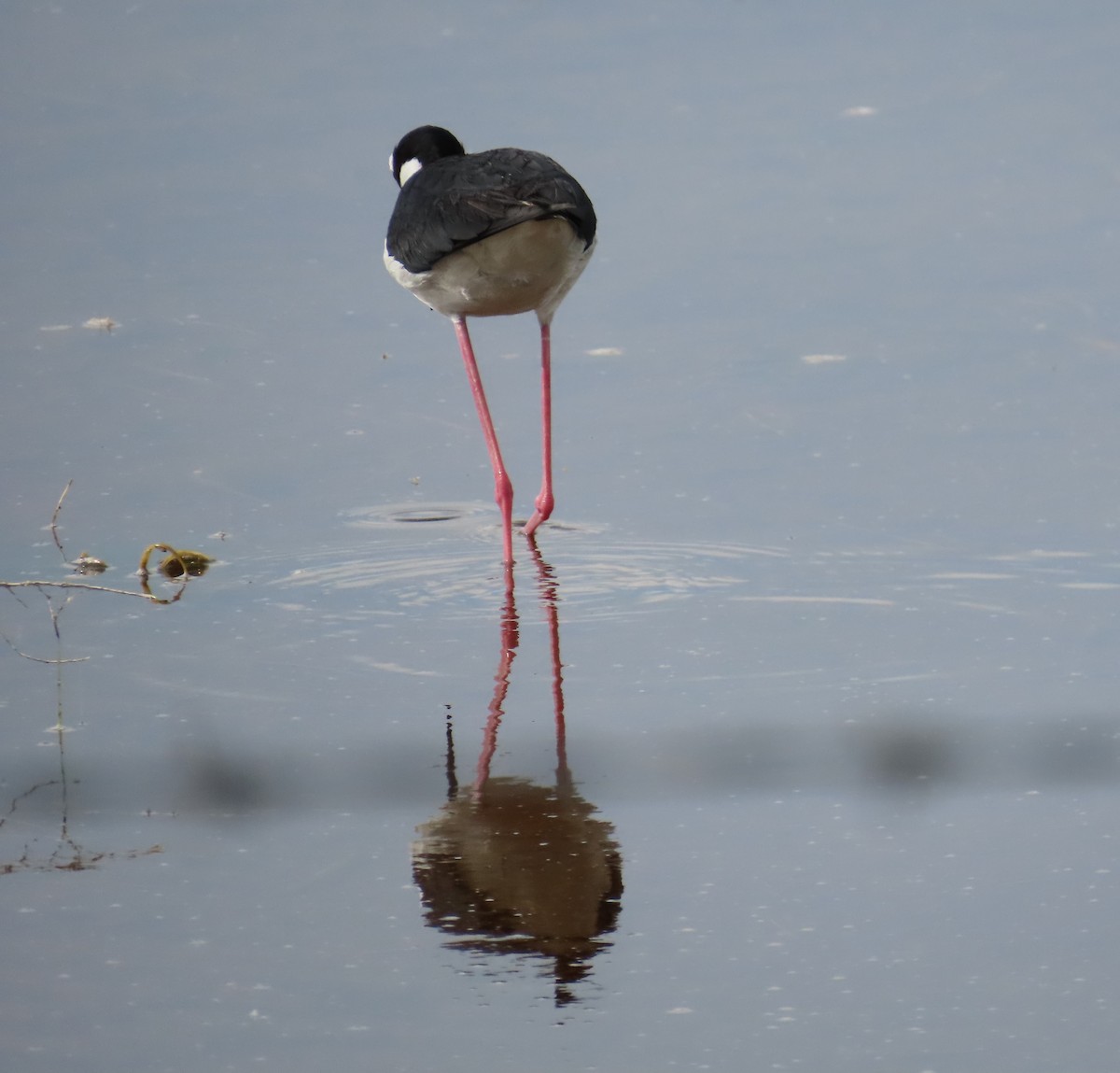 Black-necked Stilt - ML580746391