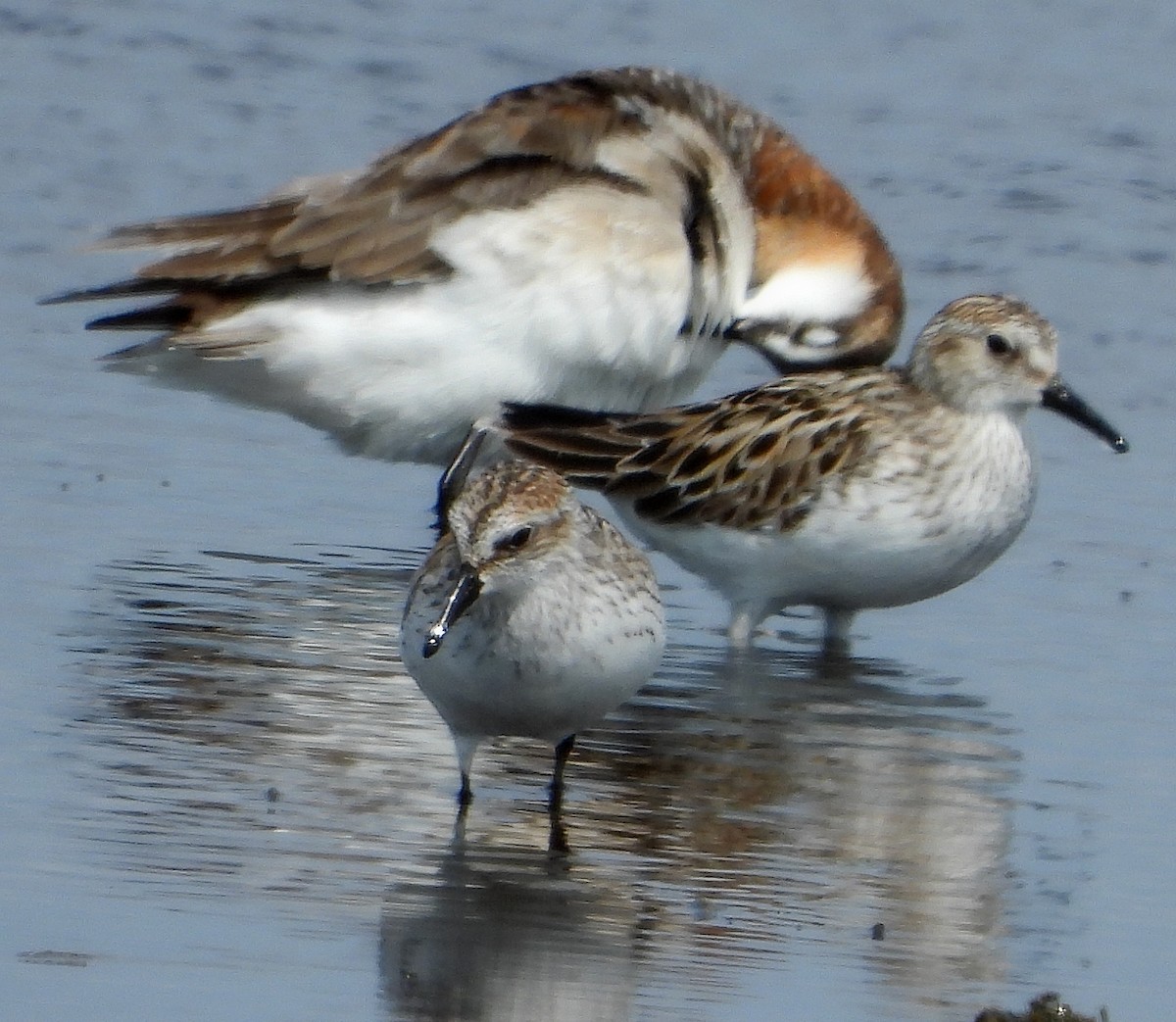 sandsnipe - ML580746711