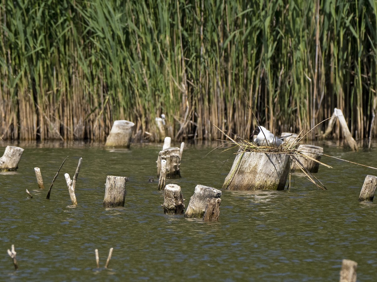 Black-headed Gull - ML580747581