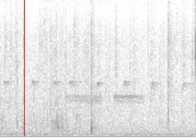 Paseriforme sp. - ML580747671