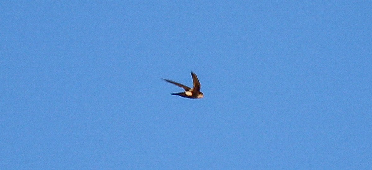 White-throated Swift - robert bowker