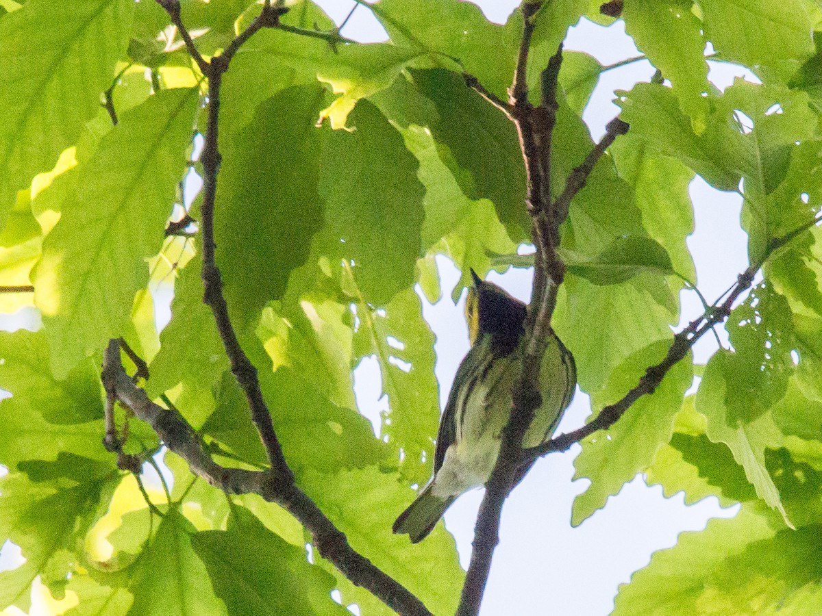 Black-throated Green Warbler - Anonymous