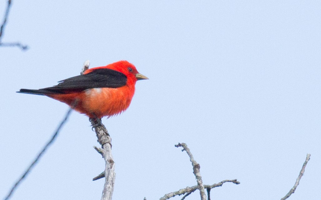 Scarlet Tanager - ML58074961